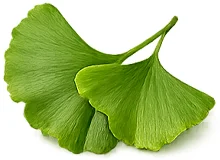 Ekstrak daun Ginkgo Biloba dalam Tensonol