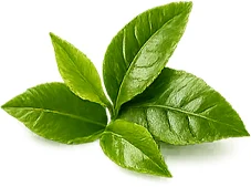 Ekstrak daun teh hijau Camellia Sinensis dalam Tensonol